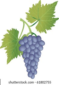 Grape