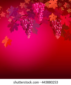 Grape background. The autumn template with grapes vine and leaves.
