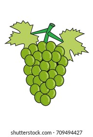 The grape. Grape background. Green grapes on a branch isolated on white. Vector illustration