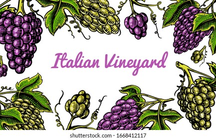 Grape background. Ingredient for wine and juice. Table fruit in vintage style. Green Berry leaves. Hand drawn engraved outline sketch for banner, poster or label.