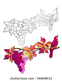 Grape and bird coloring book page. Vector illustration isolated on white.