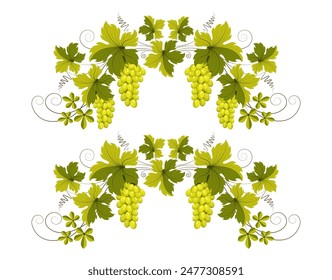 Rama de uva con racimos de uvas y hojas verdes. Adorno, patrón, elemento de diseño. Concepto de vino y vinificación. Patrón de Antiguas para el menú y las etiquetas de vino. Vector aislado sobre fondo blanco.