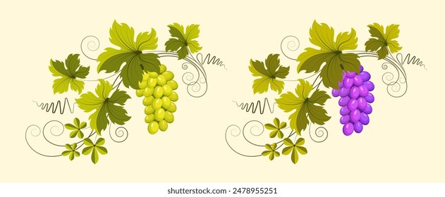 Grape branch with bunches of grapes and green leaves. Ornament, pattern, design element. Wine and winemaking concept. Vintage pattern for menu and wine labels. Vector isolated on yellow background.