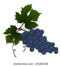 Grape branch. EPS 10 vector illustration without transparency and mesh.