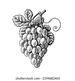 Grape branch hand drawing engraving vintage isolated on white background. Scratchboard grapes