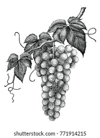Grape branch hand drawing engraving vintage isolated on white background