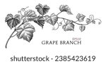 Grape branch hand drawing vintage style black and white clip art