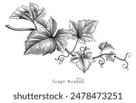 Grape branch hand drawing vintage style black and white clip art