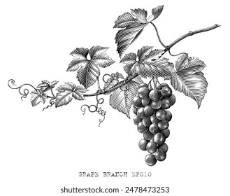 Grape branch hand drawing vintage style black and white clip art