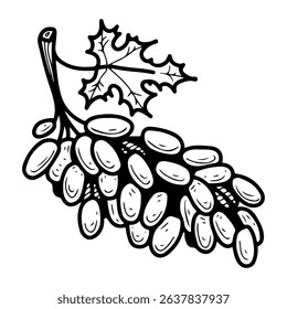 Grape branch. Hand drawn doodle vector. Sweet summer berries. Vitamin food. Fresh ripe fruit. Green, blue. Seedless variety. Raw material for wine making. Illustration line art element.