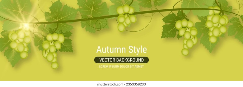 Grape branch with leaves and ripe berries vector illustration. Design for banner, flyer, promo poster, discount card