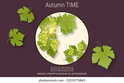 Grape branch with leaves and ripe berries vector illustration. Design for banner, flyer, booklet, promo poster, discount card