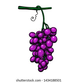 Grape branch on white background. Design element for poster, logo, label, sign, card, banner. Vector illustration