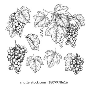 Grape Branch Set. Isolated Flat Hand Drawn Grape Branch, Leaves Collection. Vine Fruit Plant Harvest Sketch. Wine, Vineyard Vector Illustration