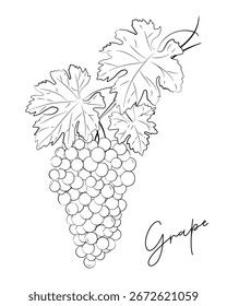 Boceto de la rama de la uva, Dibujado a mano, Negro, Planta, Línea estética de arte, Garabato de la rama de la uva, Hojas, Silueta, Vector