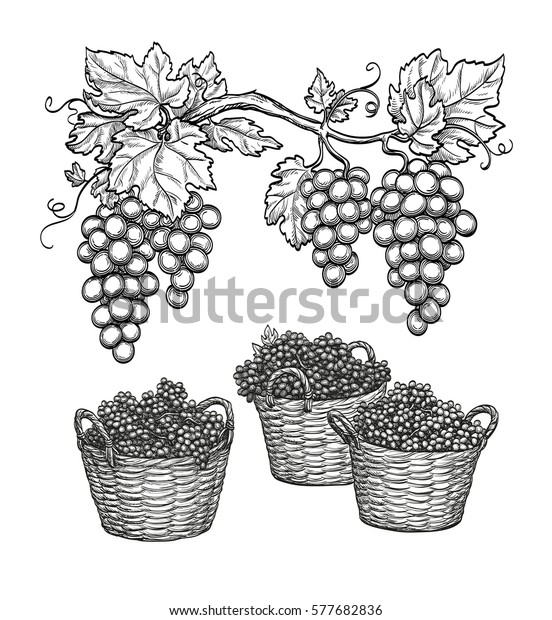ブドウの枝とブドウを籠に詰め込む 白い背景につるのスケッチ 手描きのベクトルイラスト のベクター画像素材 ロイヤリティフリー