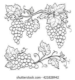 Grape branches  isolated on white background. Line sketch. Hand drawn vector illustration.