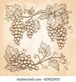 Grape branches on old paper background. Hand drawn vector illustration. Retro style.