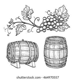 Grape branches and wine barrels. Isolated on white background. Hand drawn vector illustration