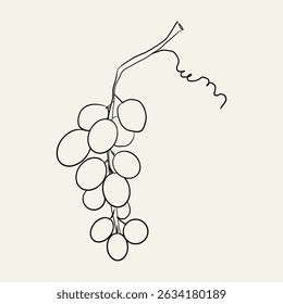 Boceto de contorno de brunch de uva, uva dibujada a mano con vid. Línea mínima de vid vintage retro. Manojo de uvas baya negra