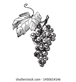 The grape bunch. Black and white hand drawn doodle line art. Vintage stock vector illustration isolated on white background.