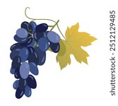 Grape bunch. Blue grape crown. Vine fruit for juice, wine packaging design, card, and banner. Vector hand drawn illustration on a white background.