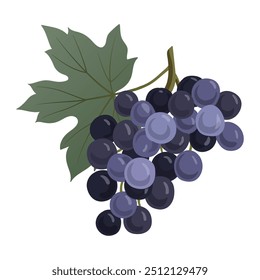 Manojo de uva. Corona de uva azul. Fruta de la vid para el jugo, el diseño de empaquetado del vino, la tarjeta, y el Anuncio. Vector dibujado a mano ilustración sobre un fondo blanco.