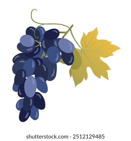 Grape bunch. Blue grape crown. Vine fruit for juice, wine packaging design, card, and banner. Vector hand drawn illustration on a white background.