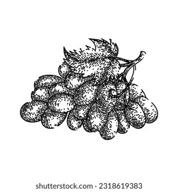 manga de uva de mano azul dibujada. fruta verde, comida de vid, vino fresco, berry rojo, uva de hoja púrpura ramo de boceto vectorial azul. ilustración negra aislada