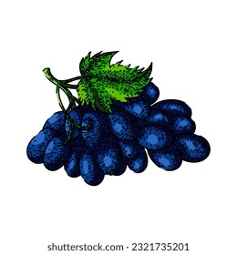 grape bunch blue hand drawn. green fruit, vine food, wine fresh, berry red, purple leaf grape bunch blue vector sketch. isolated color illustration