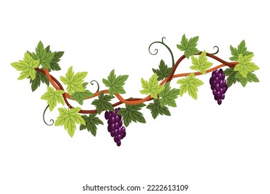 Grape bunch. Cluster of berries and leaves. Grape vine, decorative climbing plant. Fruit, growing healthy food isolated on white background