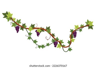 Grape bunch. Cluster of berries and leaves. Grape vine, decorative climbing plant. Fruit, growing healthy food isolated on white background