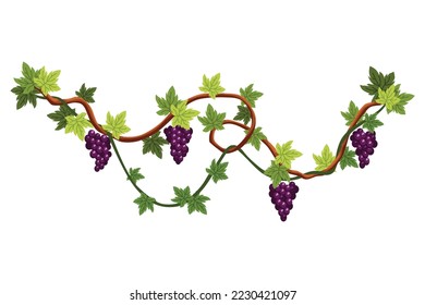 Grape bunch. Cluster of berries and leaves. Grape vine, decorative climbing plant. Fruit, growing healthy food isolated on white background