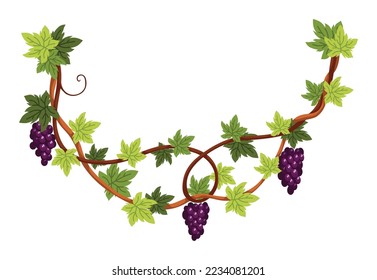 Grape bunch. Cluster of berries and leaves. Grape vine, decorative climbing plant. Fruit, growing healthy food isolated on white background