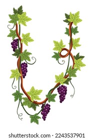 Grape bunch. Cluster of berries and leaves. Grape vine, decorative climbing plant. Fruit, growing healthy food isolated on white background