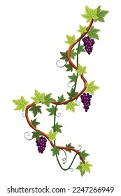 Grape bunch. Cluster of berries and leaves. Grape vine, decorative climbing plant. Fruit, growing healthy food isolated on white background