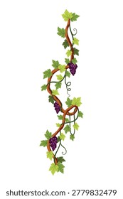 Grape bunch. Cluster of berries and leaves. Grape vine, decorative climbing plant. Fruit, growing healthy food isolated on white background