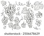 Grape bunch collection. Elements of grapes isolated on white background. Botanical elements isolated against white. Vector sketch illustration.