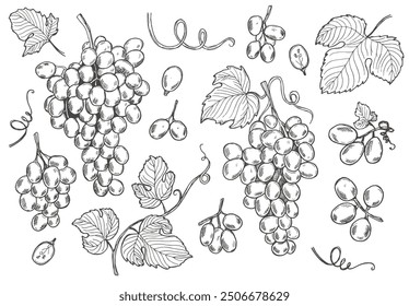 Grape bunch collection. Elements of grapes isolated on white background. Botanical elements isolated against white. Vector sketch illustration.