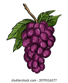Grape bunch, color vector illustration