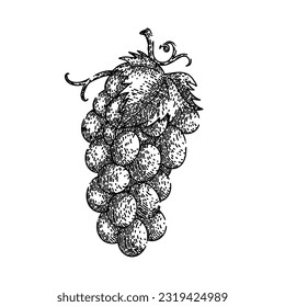 manto de uva de mano verde dibujado. vid de frutas, vino de alimentos, baya de vid, púrpura roja, boceto vectorial de uva de otoño de hojas. ilustración negra aislada
