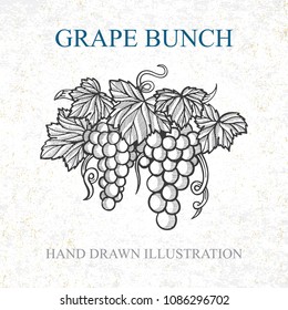 Grape bunch hand drawn sketch.
Grape and vine vintage style vector illustration.
Wine theme design template.