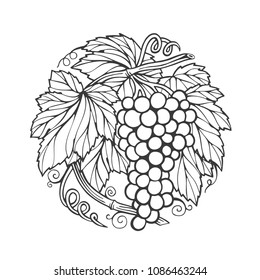Grape bunch hand drawn sketch.
Grape and vine vintage style vector illustration.
Wine theme design template.
