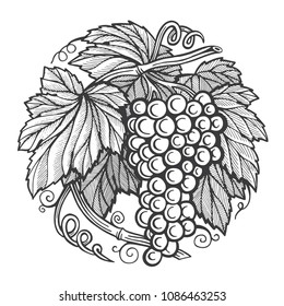 Grape bunch hand drawn sketch.
Grape and vine vintage style vector illustration.
Wine theme design template.
