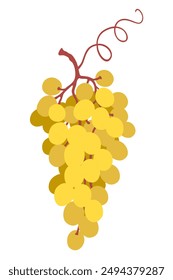 Grape bunch isolated on white background. Garden plant part with ripe yellow berries and tendril. Healthy natural food, vineyard, wine making. Simple vector flat illustration. 
