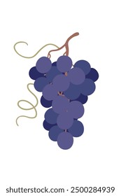 Grape bunch isolated on white background. Garden plant part with ripe blue berries and tendril. Healthy natural food, vineyard, wine making. Simple vector flat illustration. 