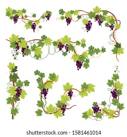 Grape bunch on vine, berries clusters plantation harvest vector. Vineyard, wine ingredient, viticulture and agriculture decor, winery fruit crop. Organic product, farm plant growing, winemaking