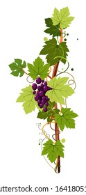 Grape bunch on vine, berries cluster, plantation harvest vector. Vineyard, wine ingredient, viticulture and agriculture decor, winery fruit crop. Organic product, farm plant growing, winemaking