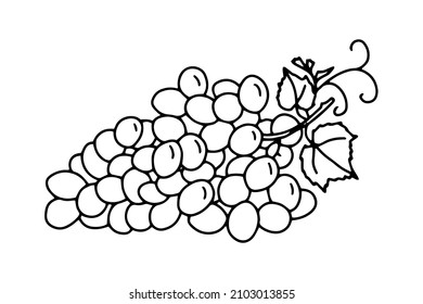 Grape bunch outline. A simple sketch drawing.