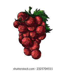 grape bunch red hand drawn. green fruit, vine food, wine fresh, berry purple, leaf autumn grape bunch red vector sketch. isolated color illustration